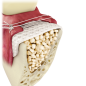 Preview: Cytoplast TXT-200 Hochdichte PTFE-Membran 12x24mm